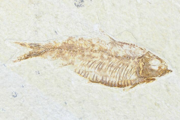 Detailed Fossil Fish (Knightia) - Wyoming #176356